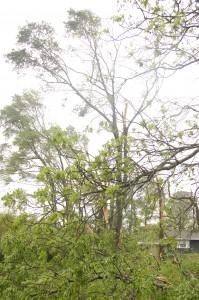 Tree across the street in front of the house.
