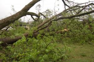 Humongous tree next to our house. It fell next to it rather than on it.
