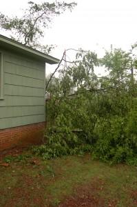 These branches on their side are taller than the house.